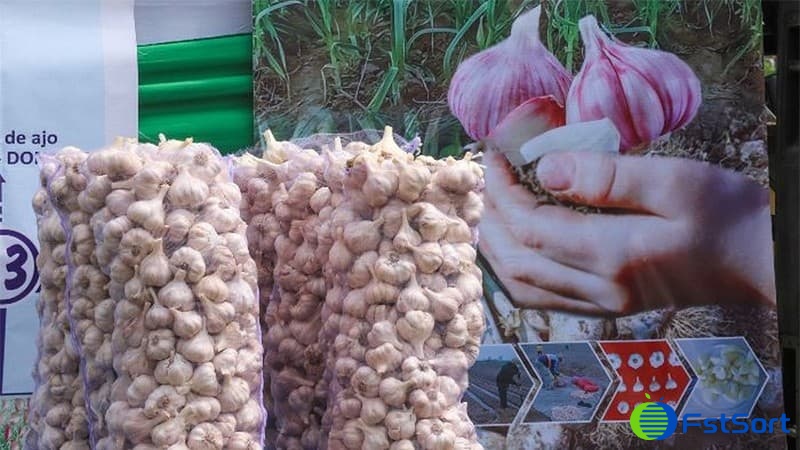 images/1741759620147Temporada de ajo peruano.jpg